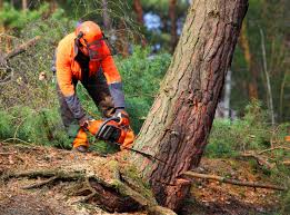 Best Storm Damage Tree Cleanup  in Kerman, CA